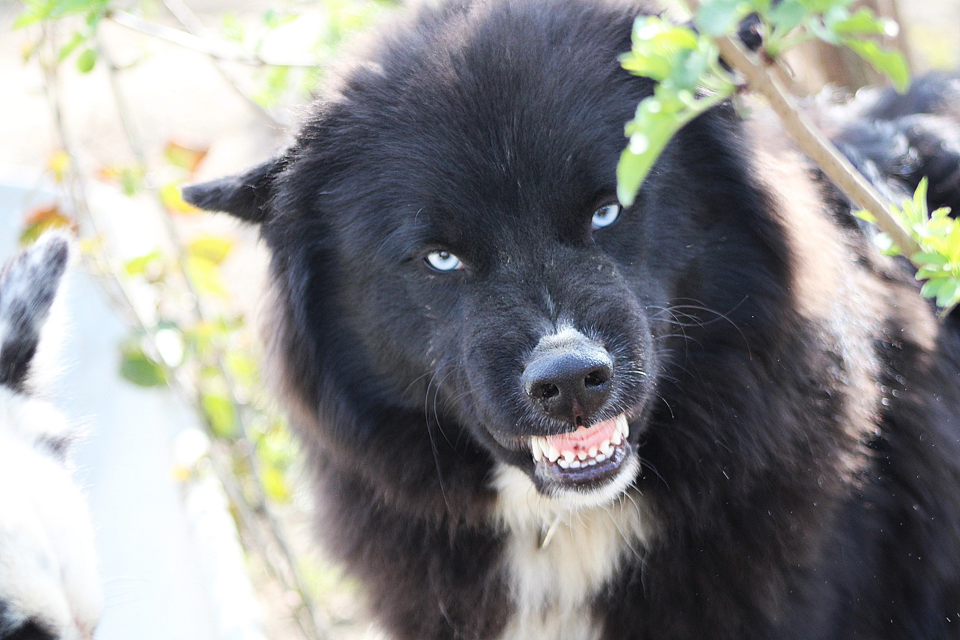 Ці ознаки вкажуть, що ваш собака таємно вас ненавидить