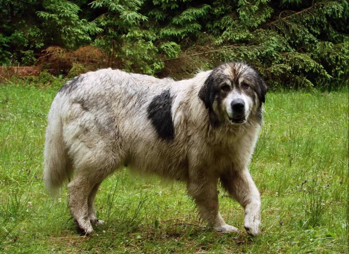 Окружают и атакуют. Туристов в Карпатах предупреждают о нападениях пастушьих собак