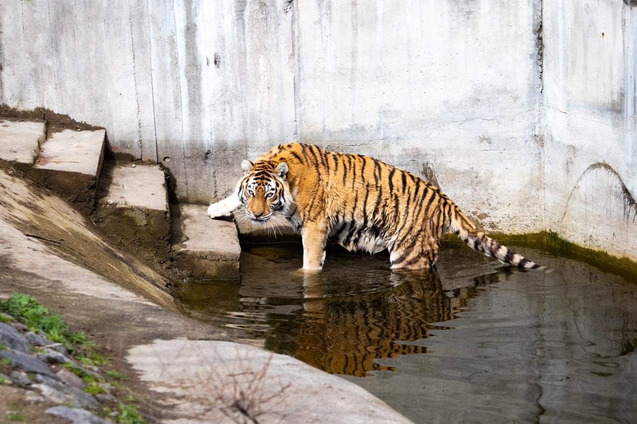 Киевский зоопарк принял беженцев из других зверинцев Украины: невероятно милые фото