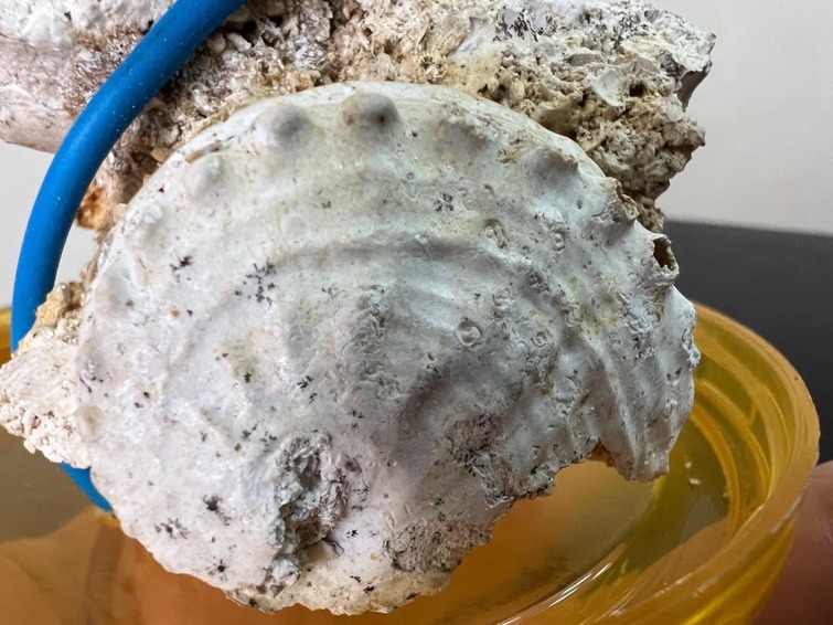 В Україні знайшли унікальні рештки давніх істот, яким 400 млн років. Їх хотіли вкрасти