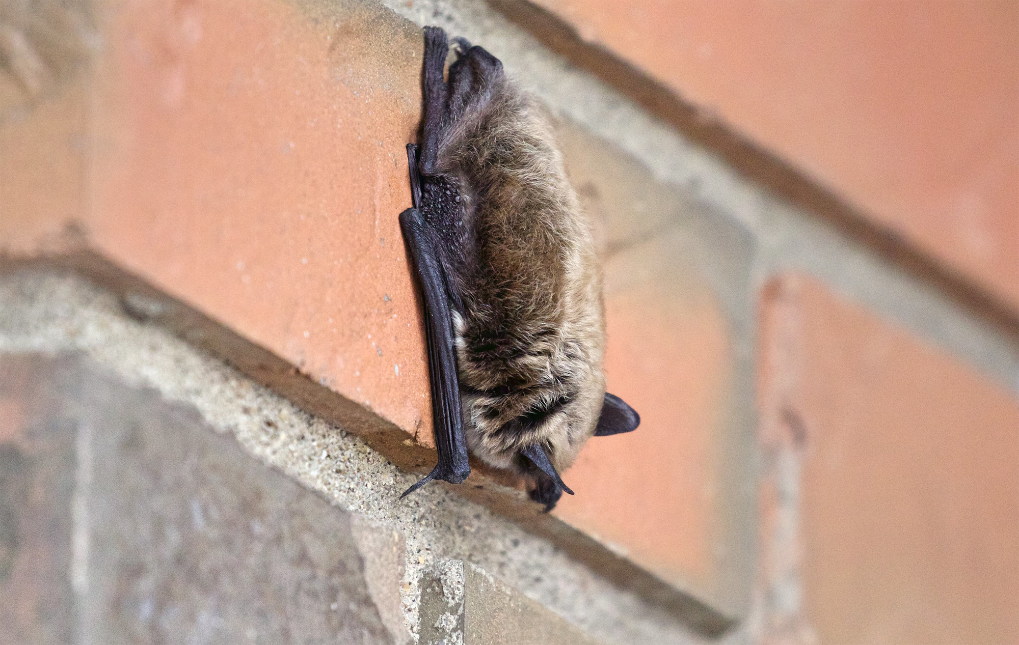 Почему летучие мыши спят вниз головой: вот, что выяснили ученые
