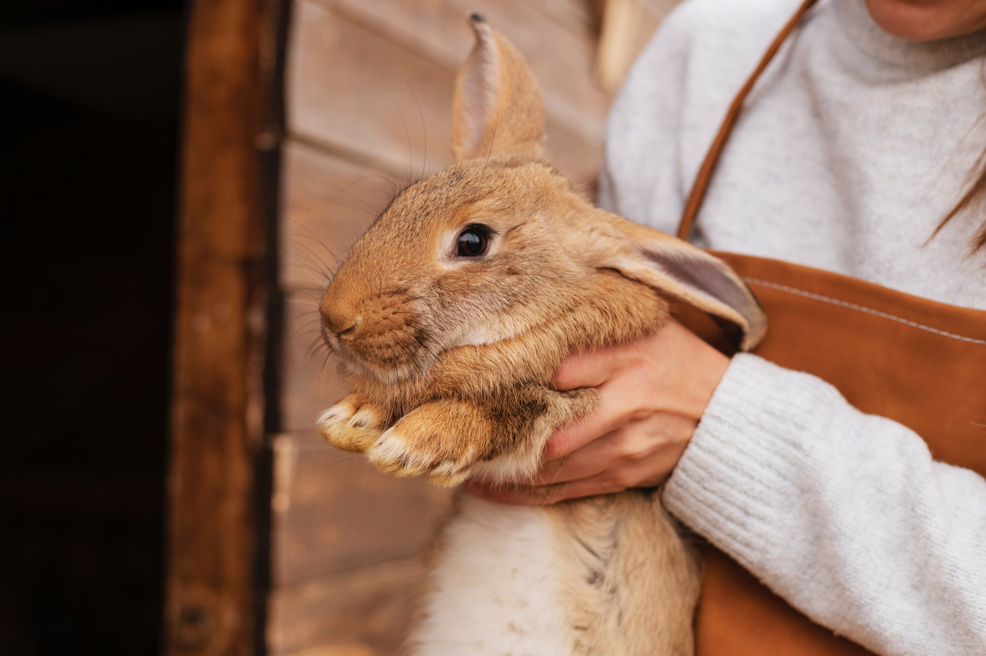 Чи дійсно кроляча лапка приносить удачу? Дізнайтеся правду