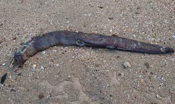 Такого ще не бачили. На берег відомого курорту викинуло "монстра з фільму жахів" (фото)