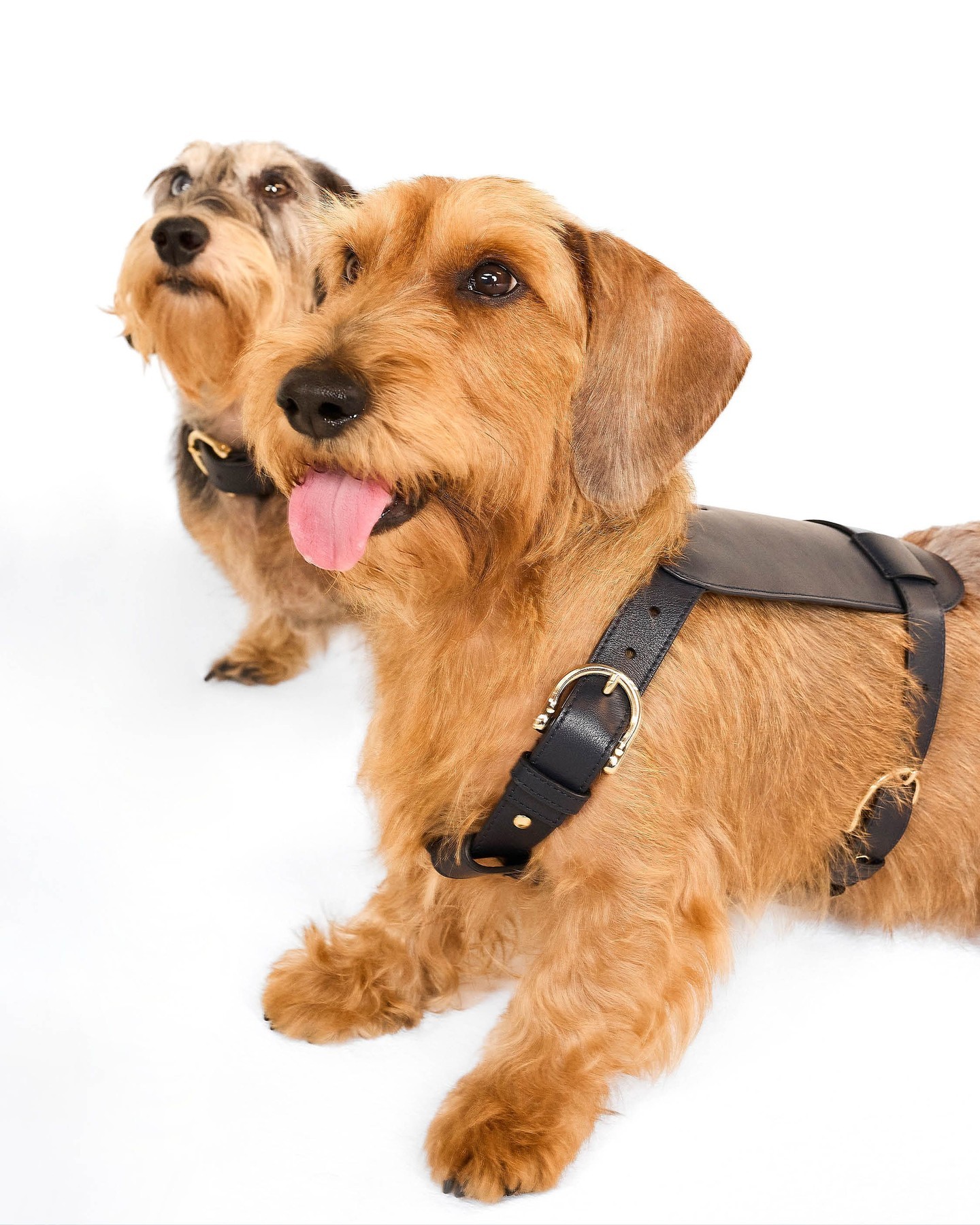 Дорожні сумки, светри та вельветові килимки: світовий бренд показав, якою є собача мода у 2024 році