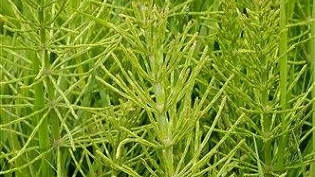 4 садові рослини, які можуть пошкодити ваш будинок: дивіться список (фото)