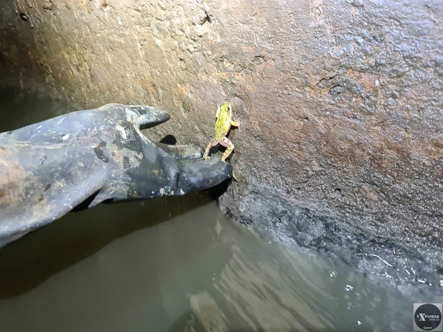 У Львові знайшли невідомий раніше тунель через все місто. Він тягнеться на 11 км!