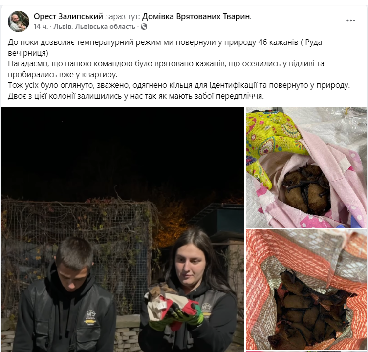Прогрызали путь в квартиру. Львовские зоозащитники спасли почти полсотни летучих мышей