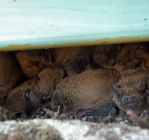 Прогрызали путь в квартиру. Львовские зоозащитники спасли почти полсотни летучих мышей