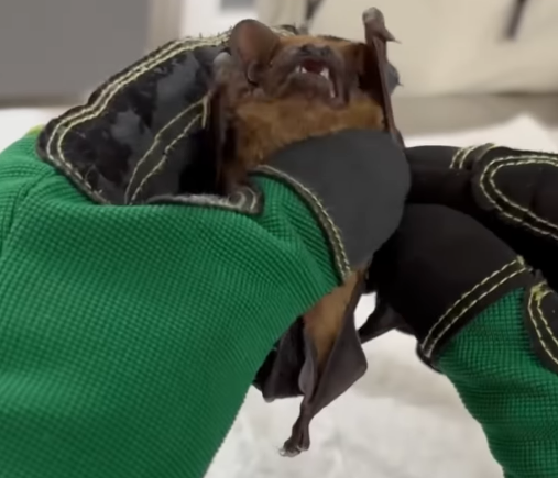 Прогрызали путь в квартиру. Львовские зоозащитники спасли почти полсотни летучих мышей