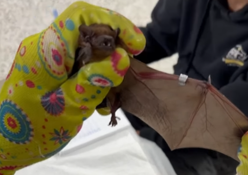 Прогрызали путь в квартиру. Львовские зоозащитники спасли почти полсотни летучих мышей