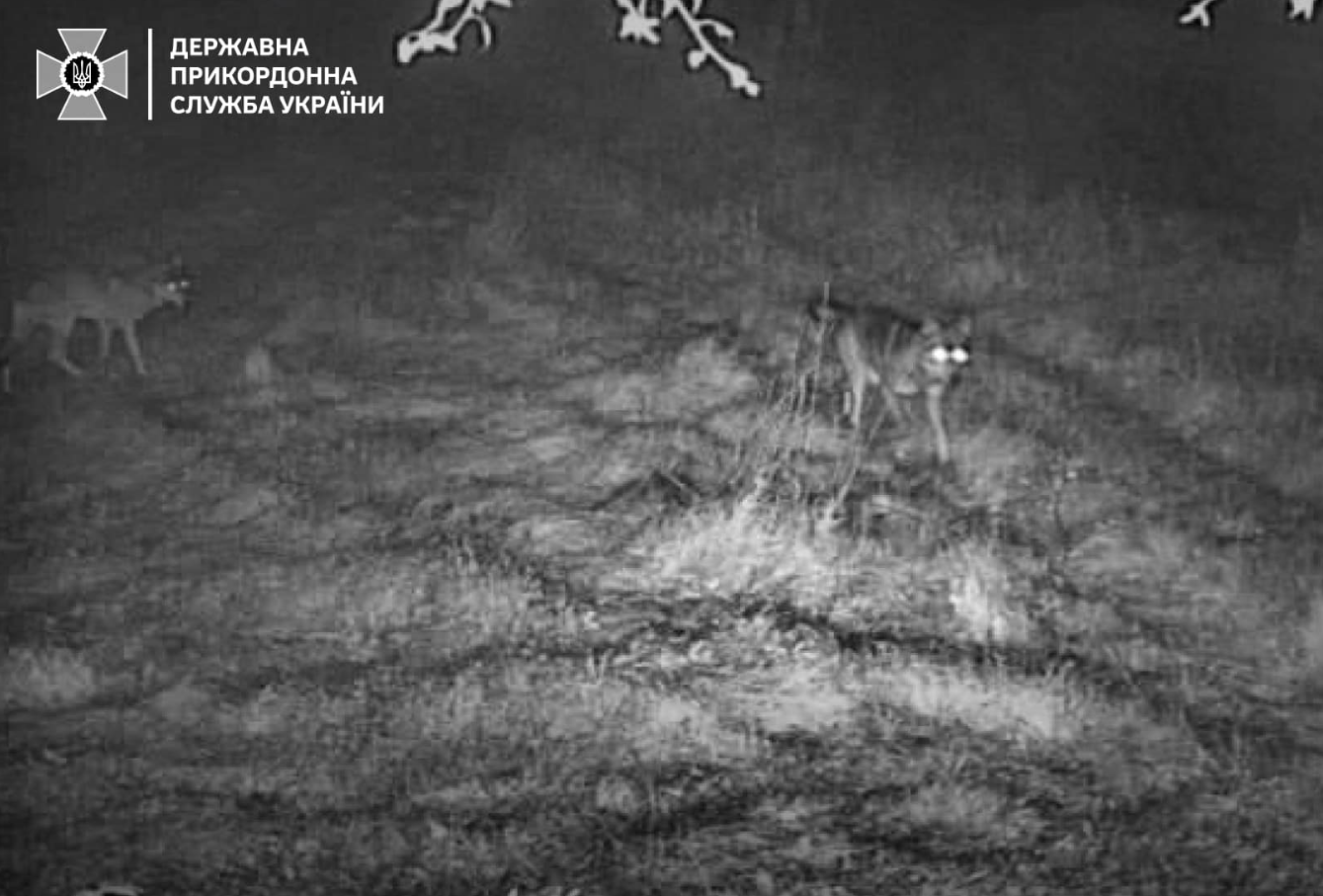 Навіть зубр. Українців попередили про "хвилю вторгнень" диких звірів на кордоні (фото)