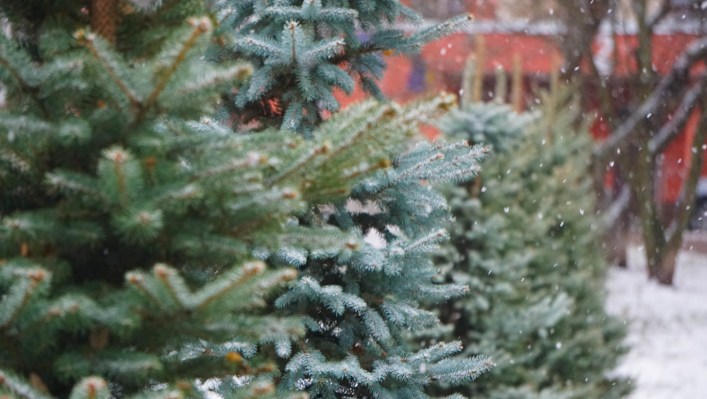 "Сморід" і "бруд". Як хвойні дерева Києва рятують від вирубки вандалами напередодні свят