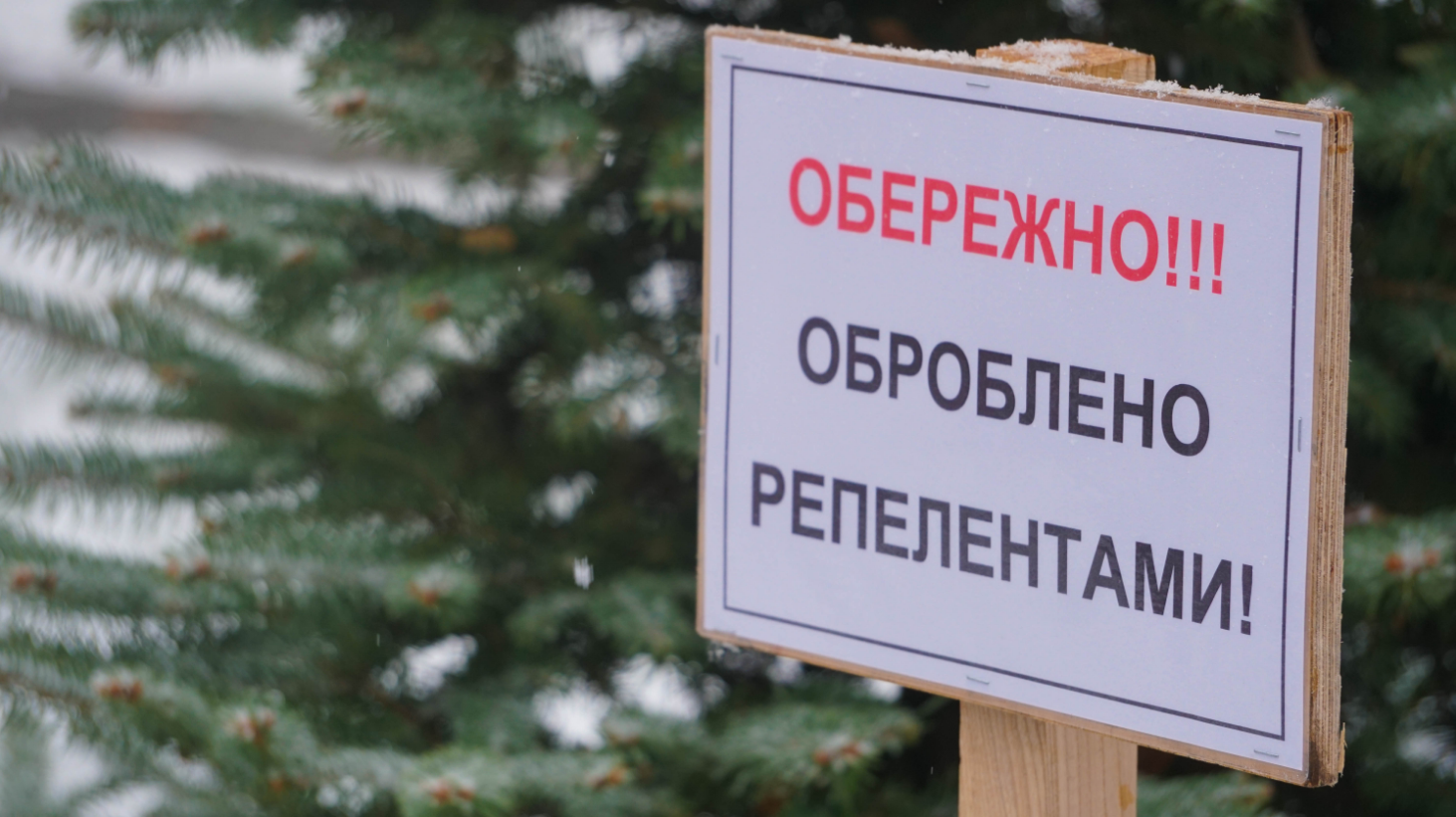 "Сморід" і "бруд". Як хвойні дерева Києва рятують від вирубки вандалами напередодні свят