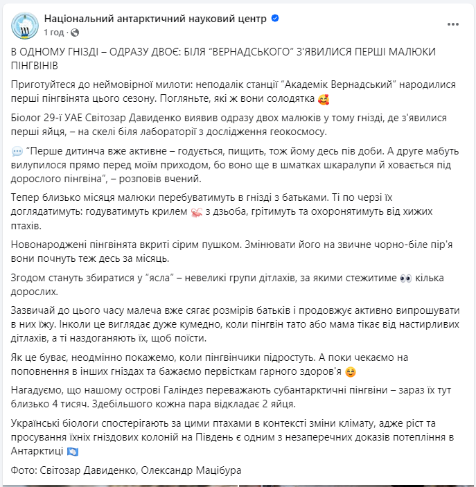 Біля станції "Академік Вернадський" з'явились перші малюки пінгвінів: неймовірні кадри