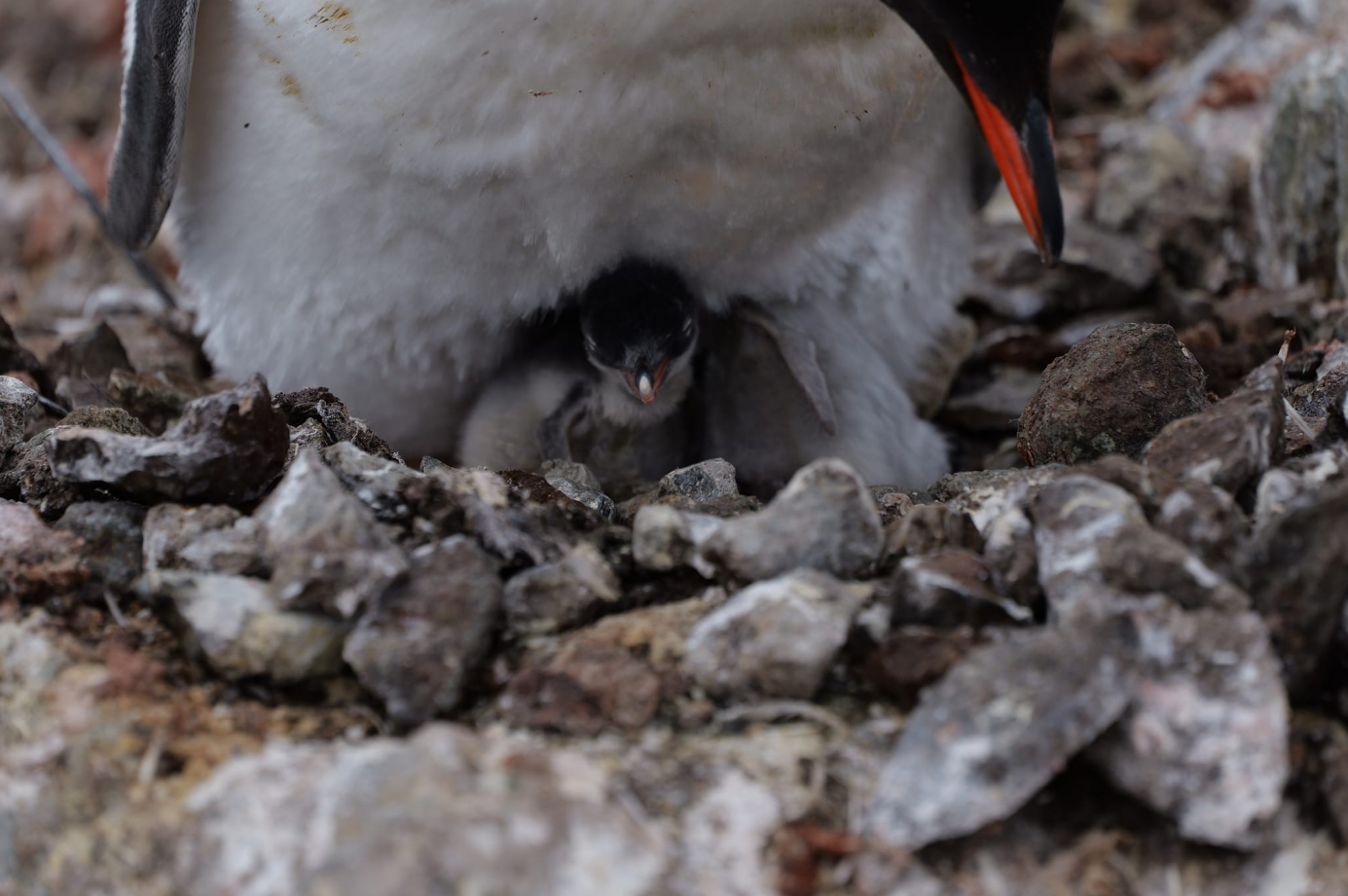 Біля станції "Академік Вернадський" з'явились перші малюки пінгвінів: неймовірні кадри