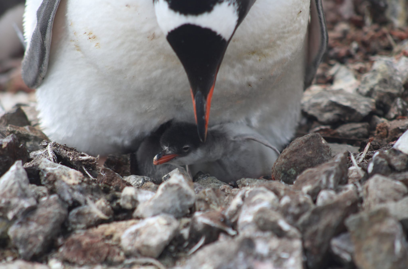 Біля станції "Академік Вернадський" з'явились перші малюки пінгвінів: неймовірні кадри