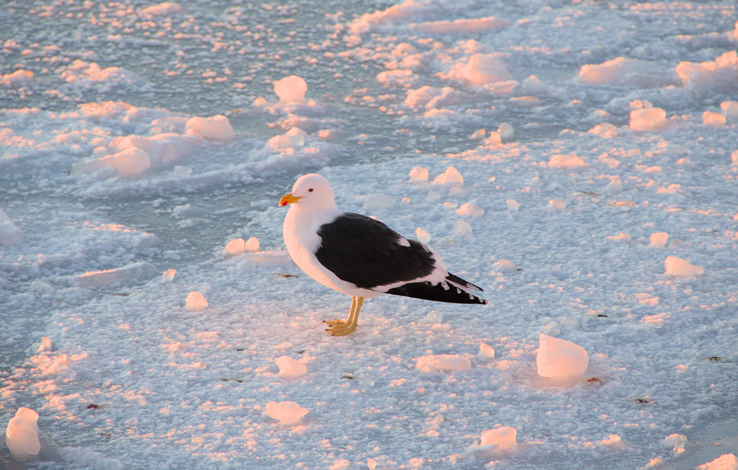 Самая холодная за 6 лет. Как прошла полярная зима возле "Академика Вернадского" (фото)