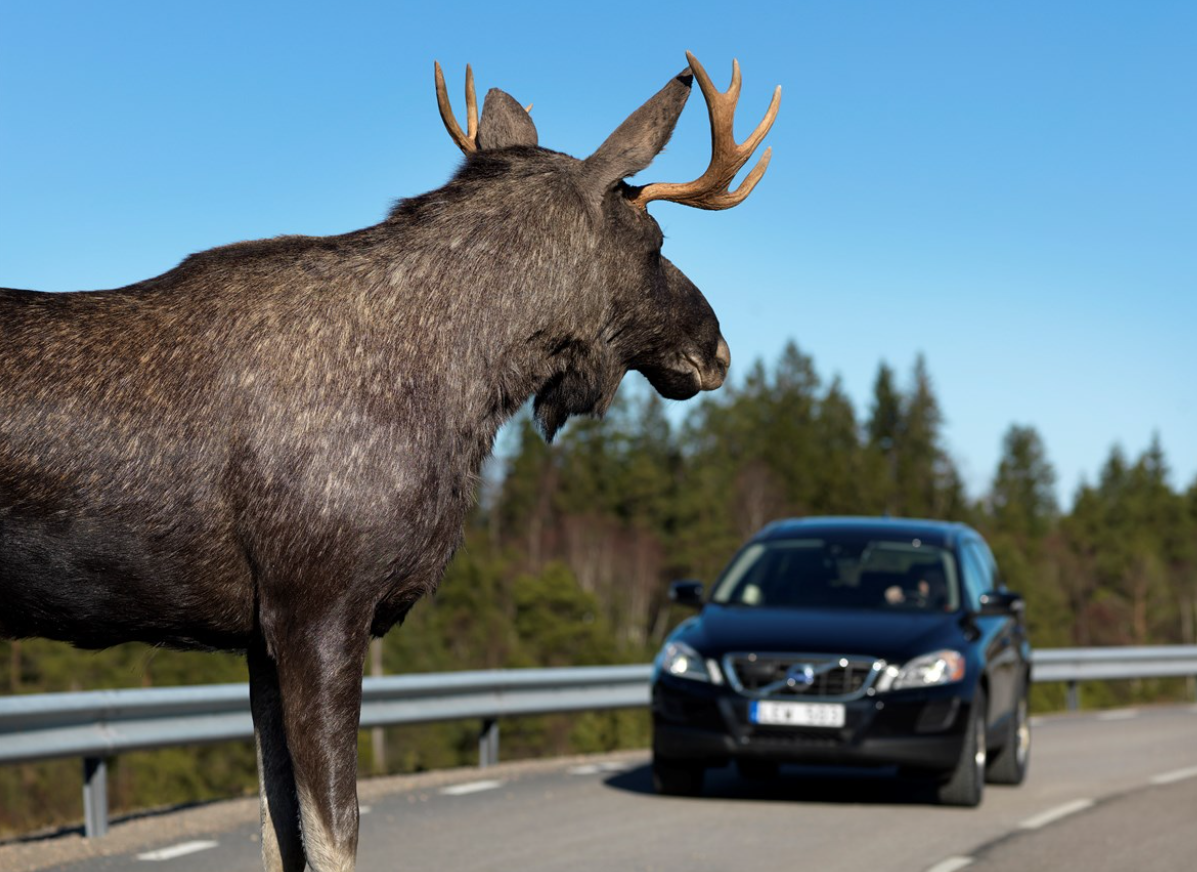 Животное на дороге: что делать водителю авто