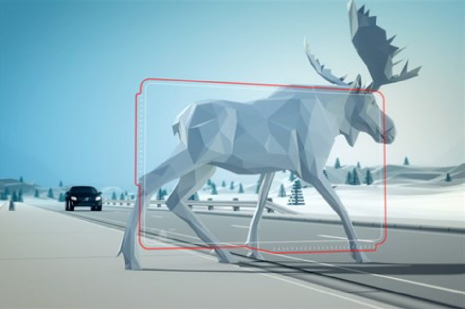 Животное на дороге: что делать водителю авто