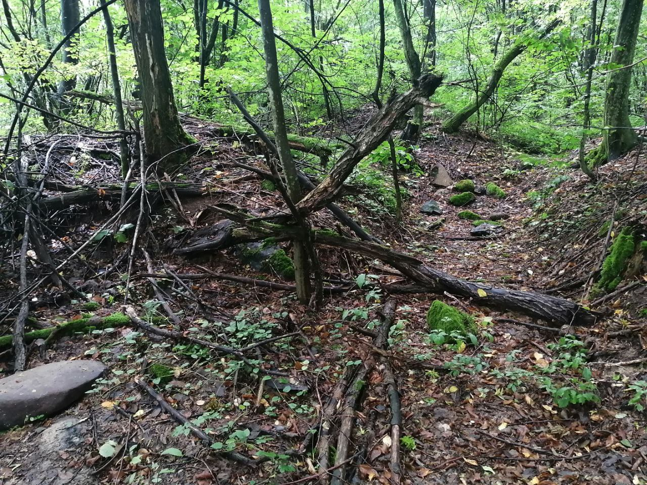 7 правил сбора грибов, которые уберегут жизнь во время "тихой охоты"