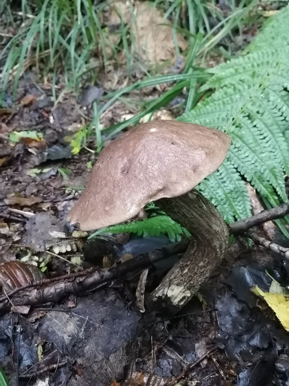 7 правил сбора грибов, которые уберегут жизнь во время "тихой охоты"