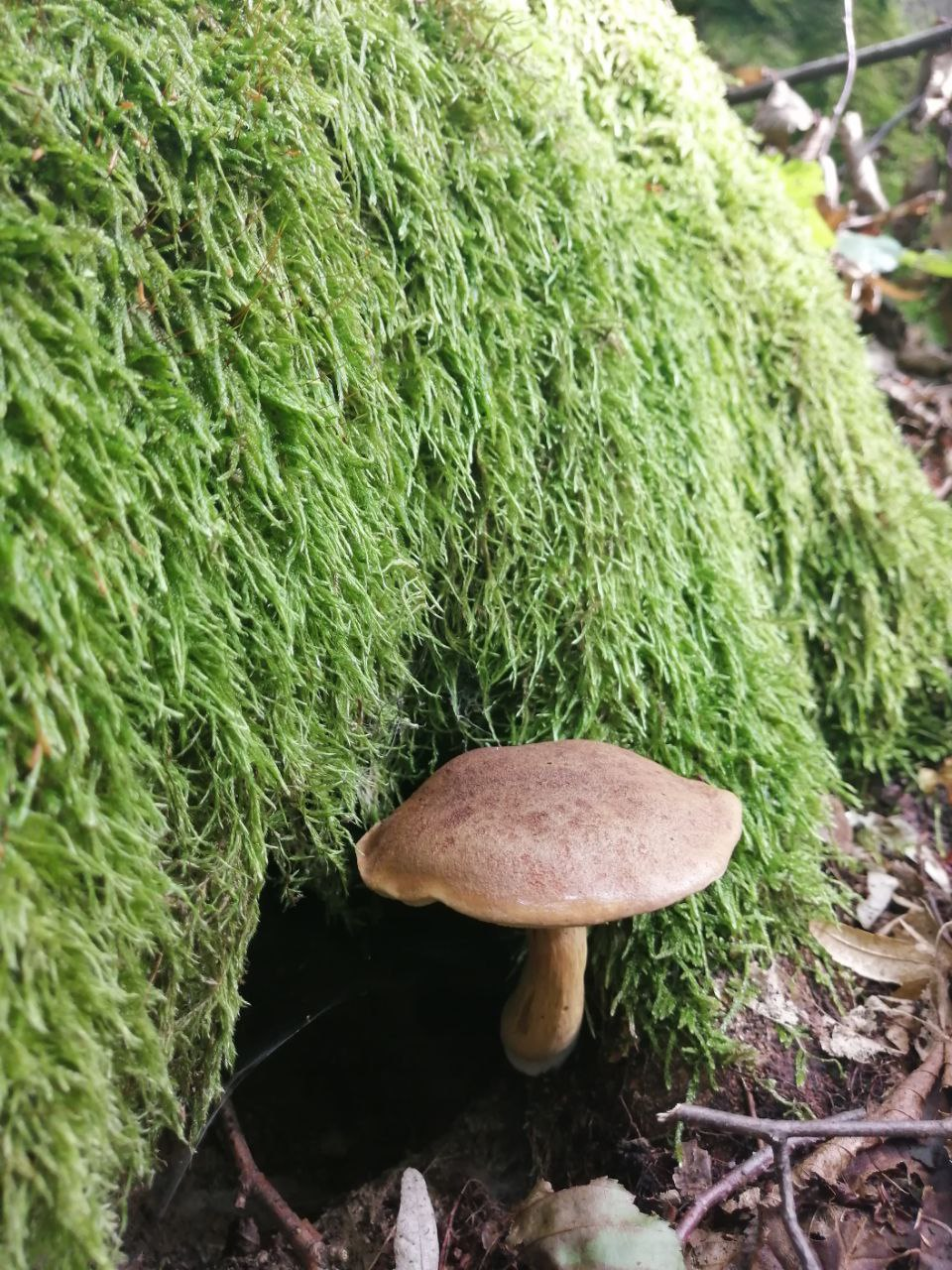 7 правил сбора грибов, которые уберегут жизнь во время "тихой охоты"