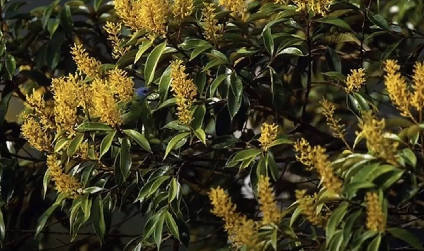 Справятся даже дети! Найдите попугая среди листьев за 20 секунд