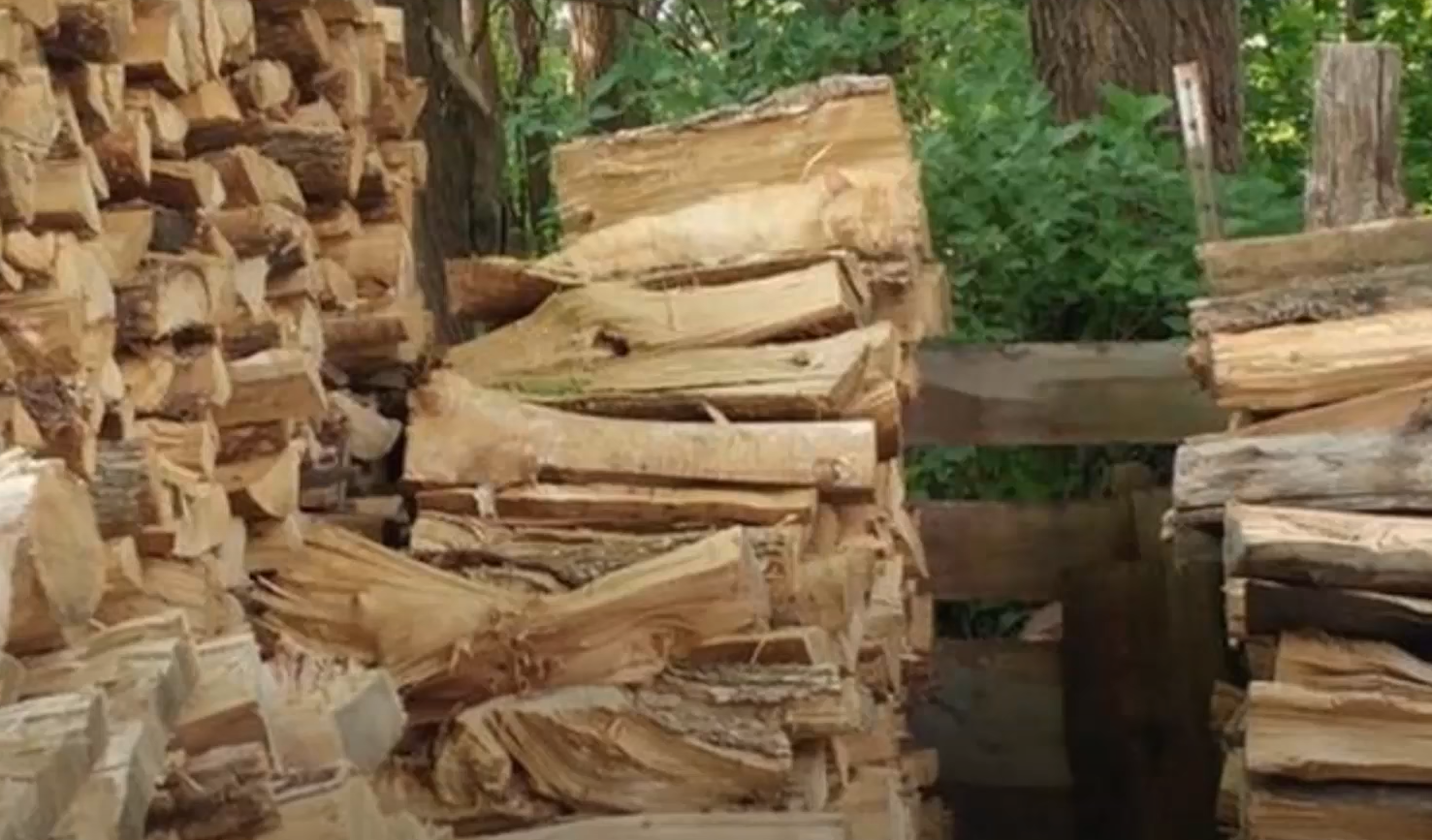 Справятся даже дети! Найдите попугая среди листьев за 20 секунд