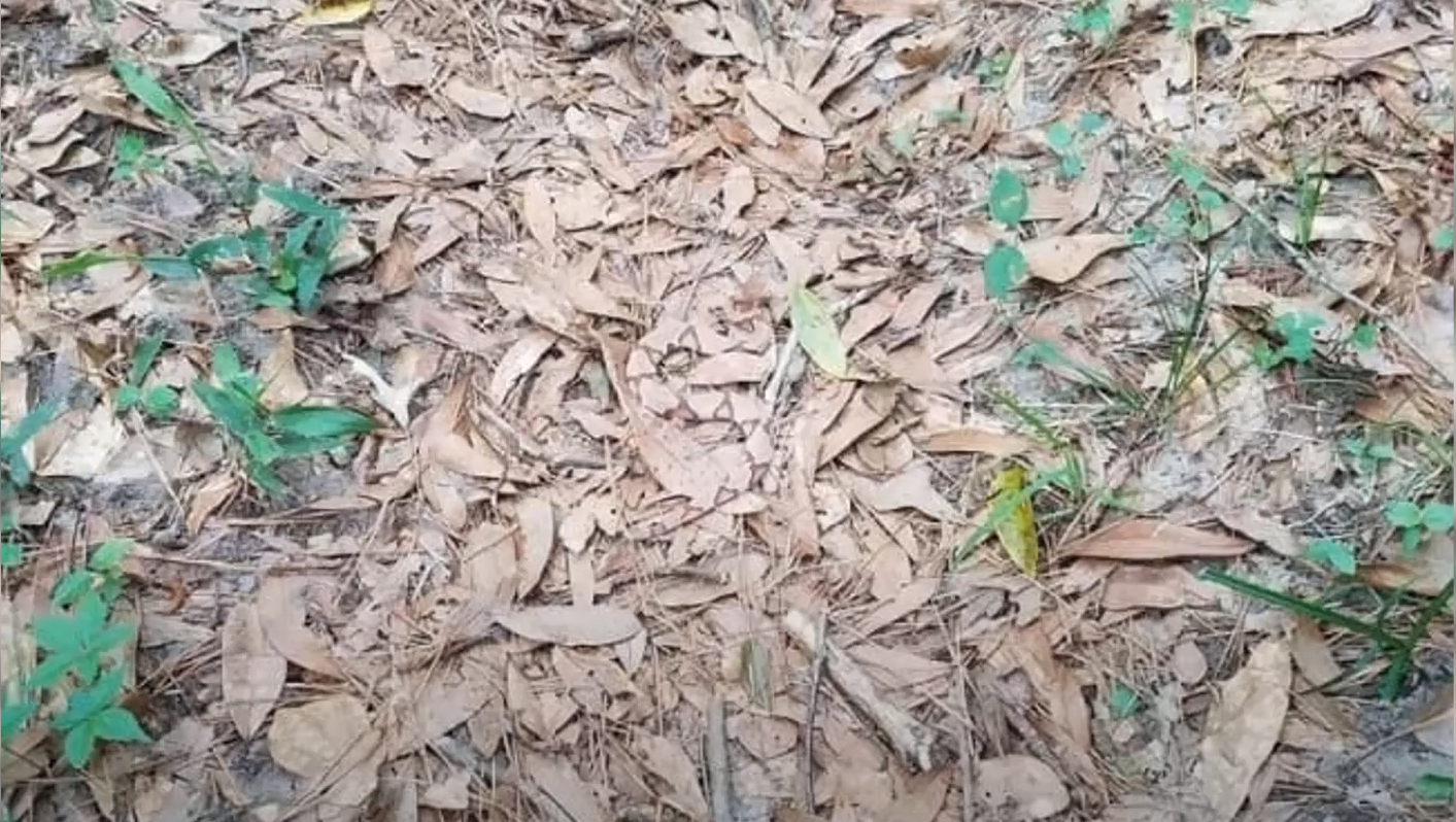 Справятся даже дети! Найдите попугая среди листьев за 20 секунд