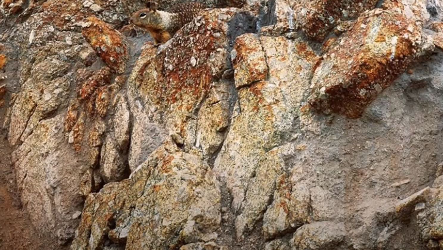 Справятся даже дети! Найдите попугая среди листьев за 20 секунд