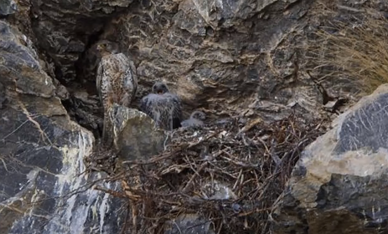 Справятся даже дети! Найдите попугая среди листьев за 20 секунд