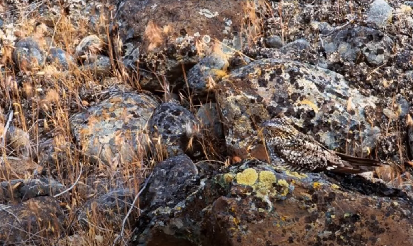 Справятся даже дети! Найдите попугая среди листьев за 20 секунд