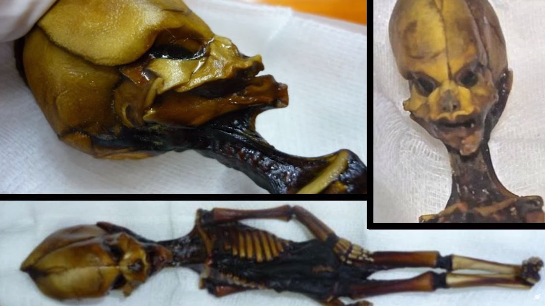 "Гуманоїд Атаками". Як виглядає загадкова крихітна мумія, знайдена науковцями, і що про неї відомо