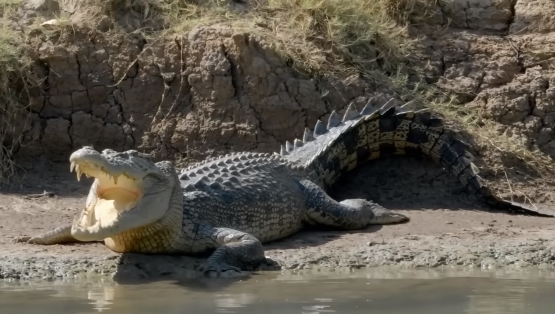 11 самых больших существ на планете. Каких размеров достигают и чем питаются