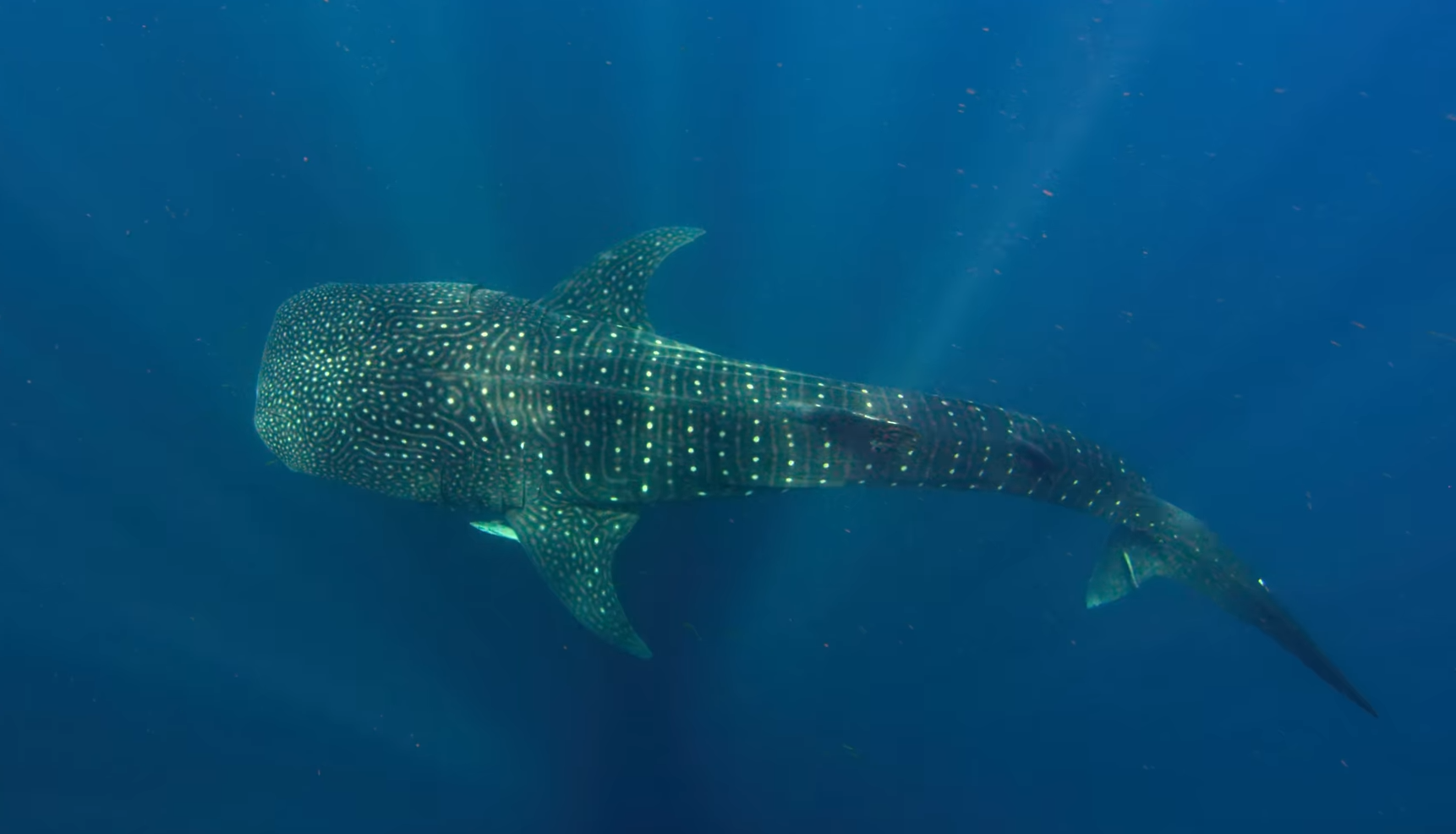 11 самых больших существ на планете. Каких размеров достигают и чем питаются