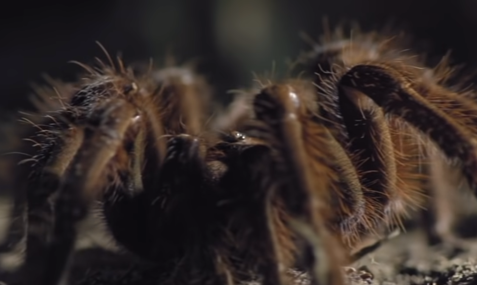 11 самых больших существ на планете. Каких размеров достигают и чем питаются