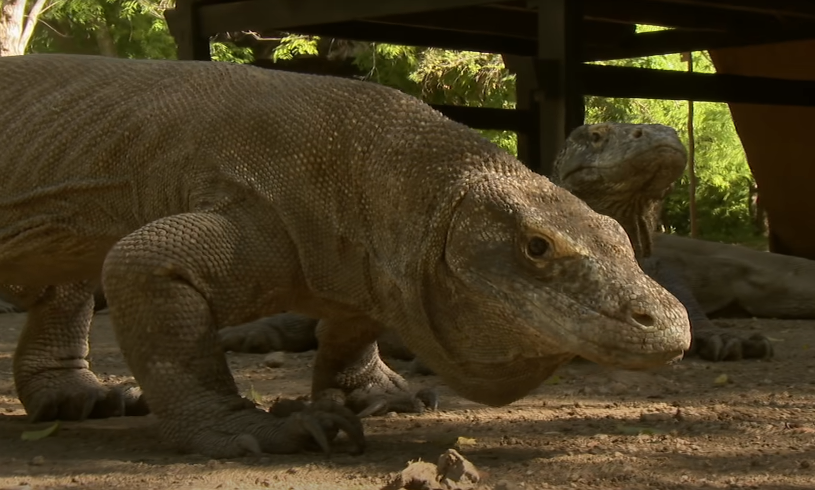 11 самых больших существ на планете. Каких размеров достигают и чем питаются