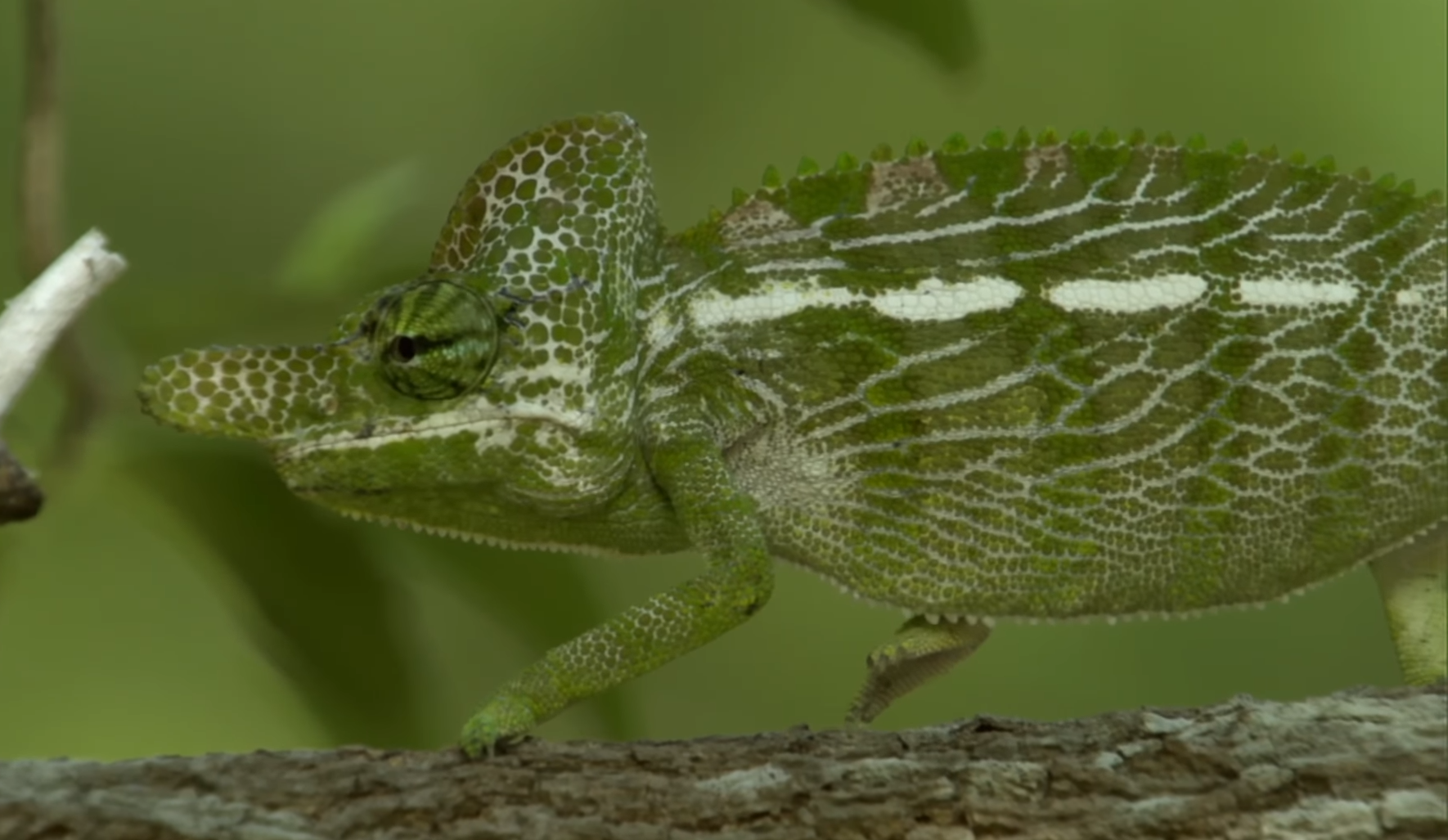 Несправедливость или замысел природы? У каких животных самая короткая жизнь