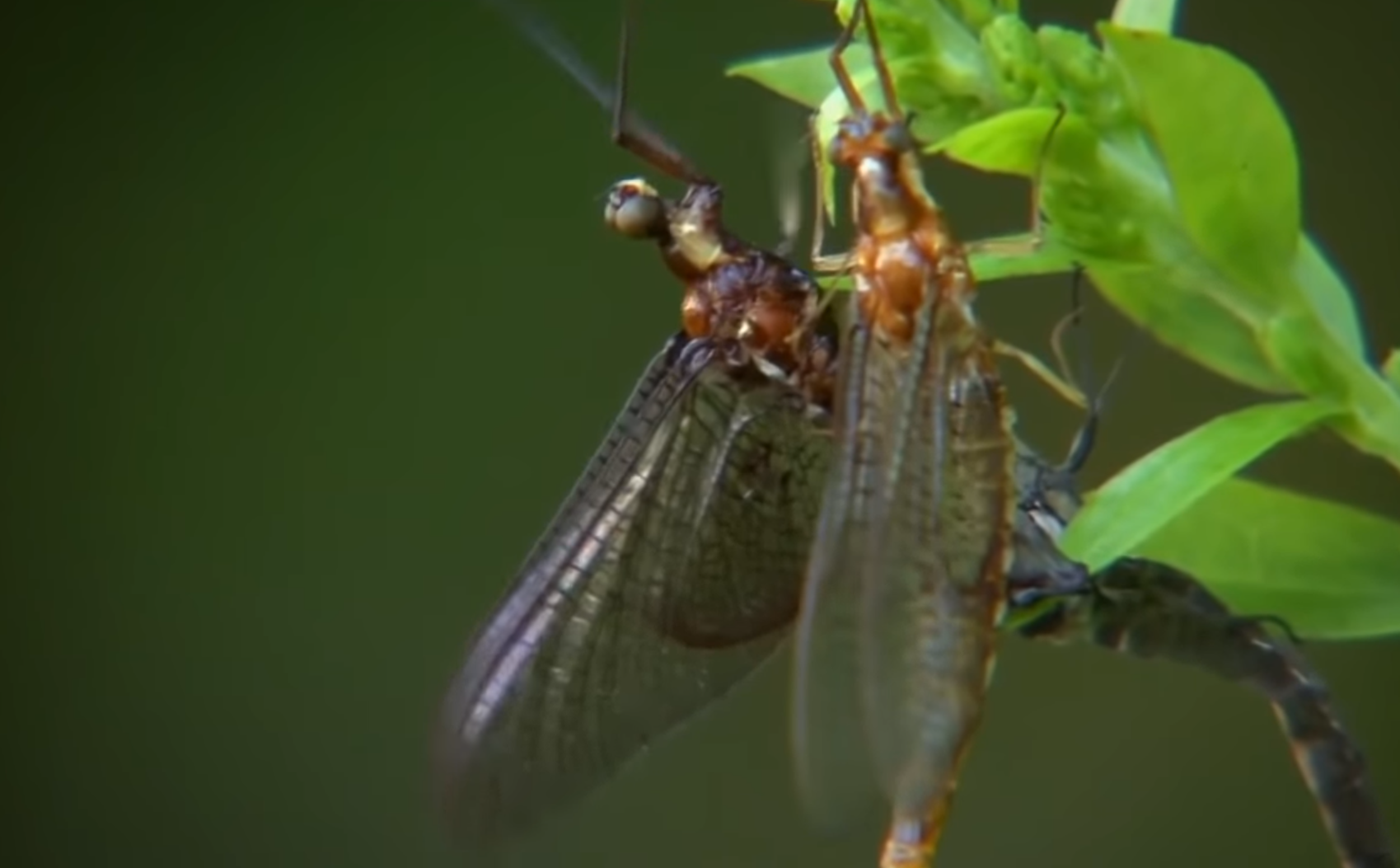 Несправедливость или замысел природы? У каких животных самая короткая жизнь