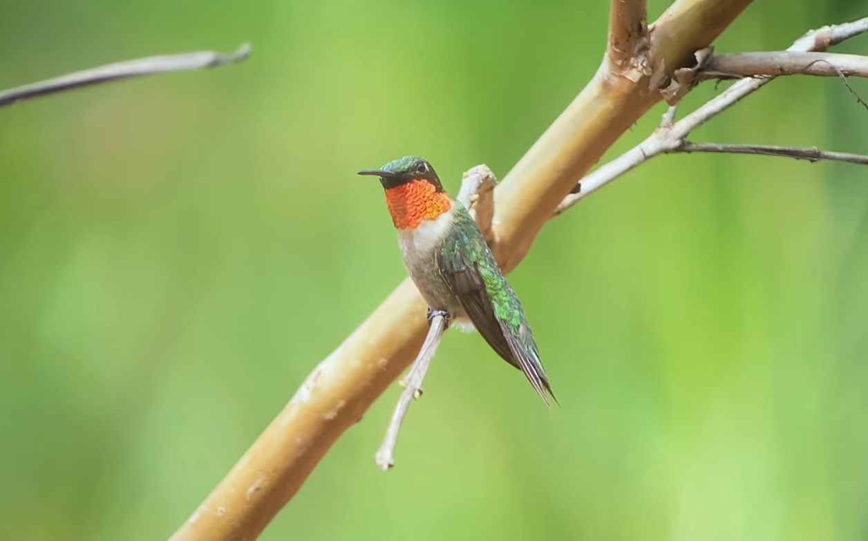 Несправедливость или замысел природы? У каких животных самая короткая жизнь