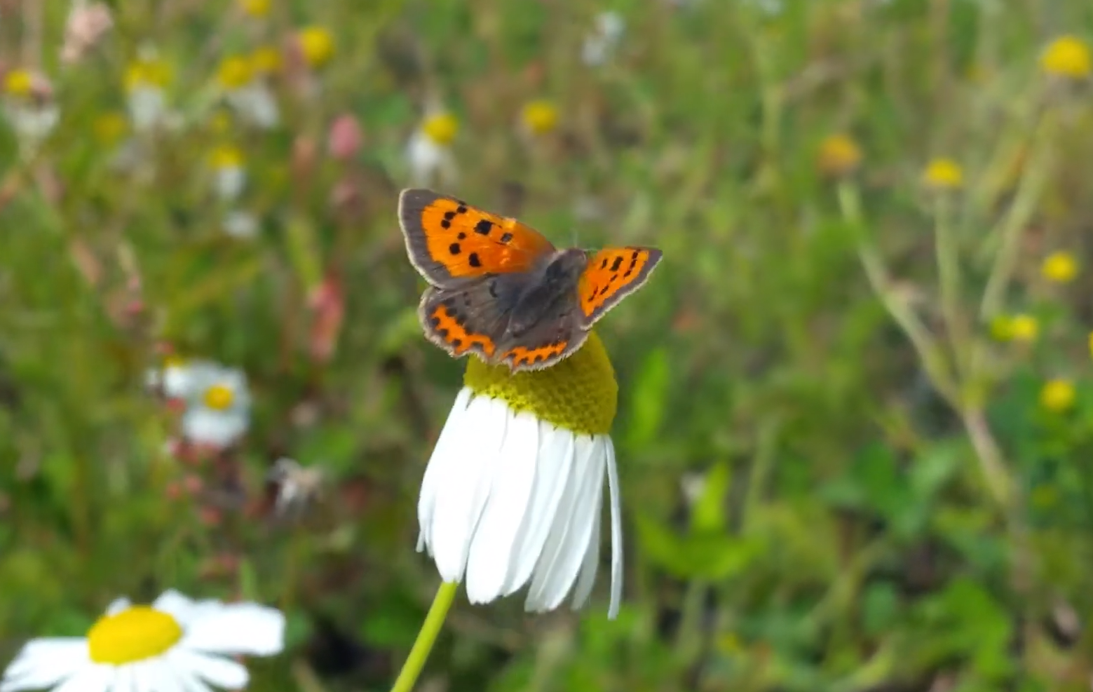 Несправедливость или замысел природы? У каких животных самая короткая жизнь