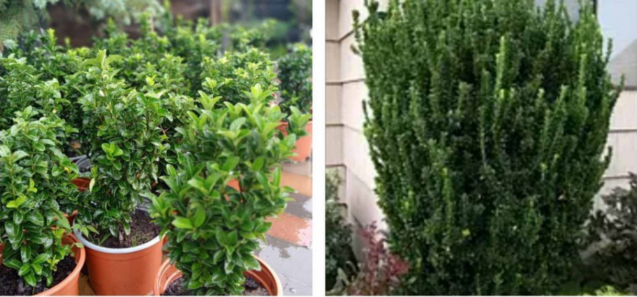 Новый год на носу, а елкой и не пахнет? Какие растения могут заменить рождественское дерево