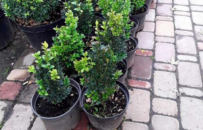 Новый год на носу, а елкой и не пахнет? Какие растения могут заменить рождественское дерево