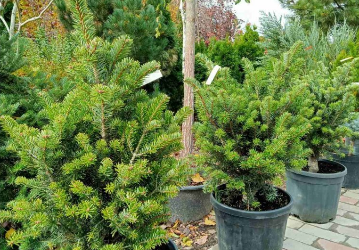 Новый год на носу, а елкой и не пахнет? Какие растения могут заменить рождественское дерево