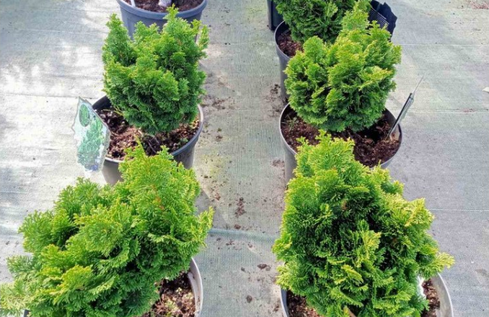 Новый год на носу, а елкой и не пахнет? Какие растения могут заменить рождественское дерево