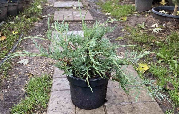 Новый год на носу, а елкой и не пахнет? Какие растения могут заменить рождественское дерево