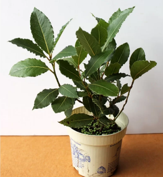 Новый год на носу, а елкой и не пахнет? Какие растения могут заменить рождественское дерево