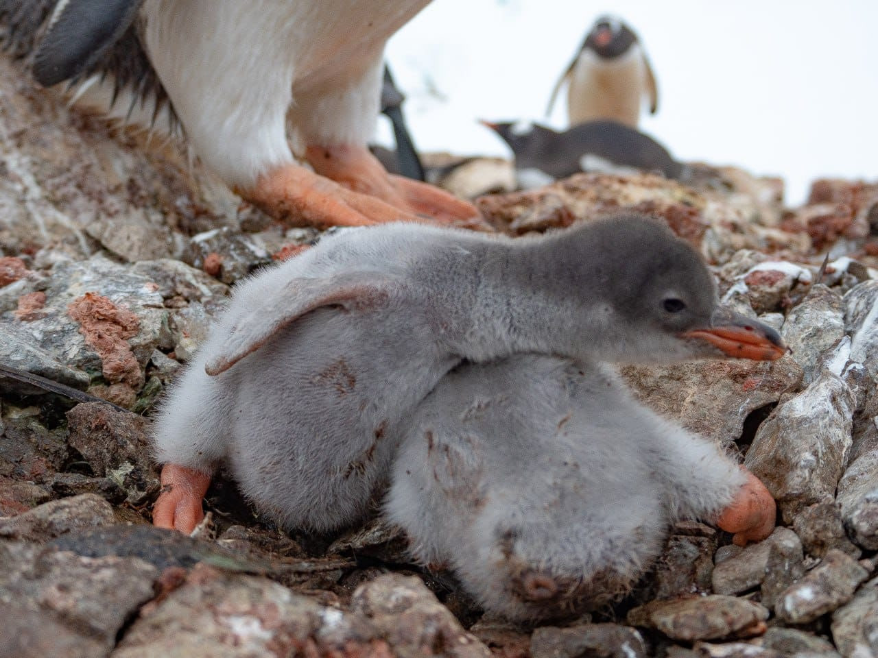 Маленькі пінгвінята з'явилися біля станції "Академік Вернадський": дивіться, як виглядає "бебі-бум" на фото