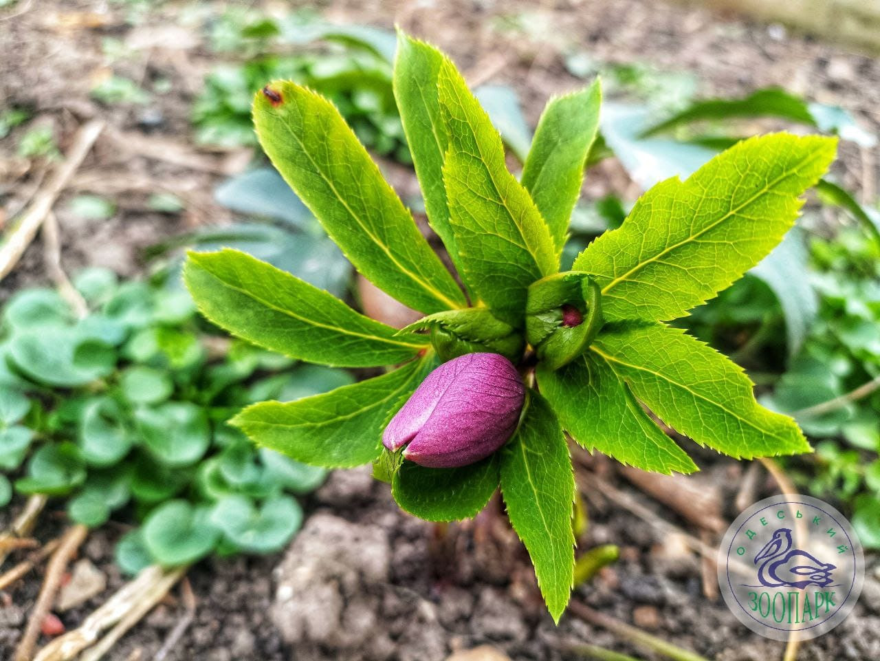 В Одеський зоопарк прийшла весна. Дивіться на перші квіти цього року (фото)