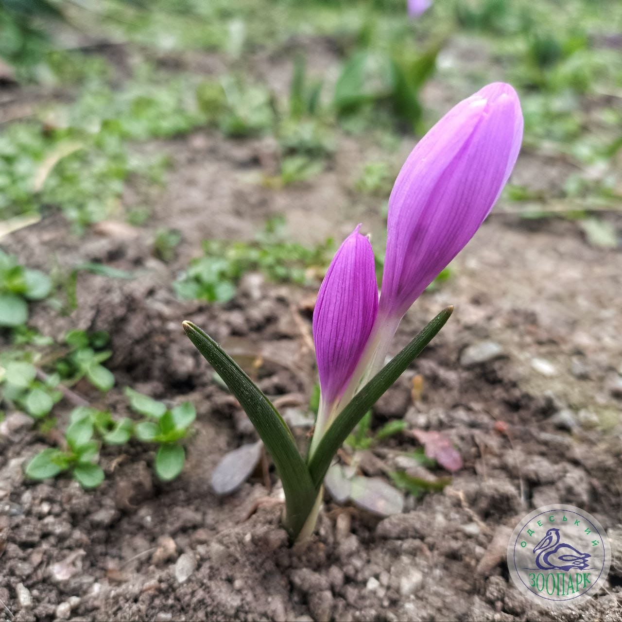 В Одеський зоопарк прийшла весна. Дивіться на перші квіти цього року (фото)
